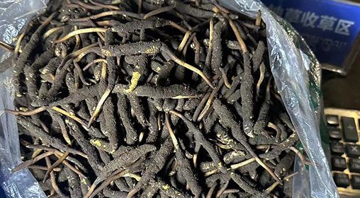 <a href=http://www.gmsign.com.cn/xinxian/ target=_blank class=infotextkey>新<a href=http://www.gmsign.com.cn/xinxian/ target=_blank class=infotextkey>鮮冬蟲夏草</a></a>出售