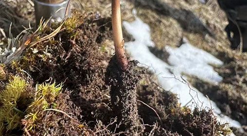 <a href=http://www.gmsign.com.cn/xinxian/ target=_blank class=infotextkey>新<a href=http://www.gmsign.com.cn/xinxian/ target=_blank class=infotextkey>鮮冬蟲夏草</a></a>存放