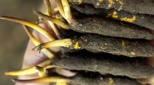 <a href=http://www.gmsign.com.cn/xinxian/ target=_blank class=infotextkey>新<a href=http://www.gmsign.com.cn/xinxian/ target=_blank class=infotextkey>鮮冬蟲夏草</a></a>晾曬 