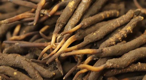 <a href=http://www.gmsign.com.cn/xinxian/ target=_blank class=infotextkey>新<a href=http://www.gmsign.com.cn/xinxian/ target=_blank class=infotextkey>鮮冬蟲夏草</a></a>品質