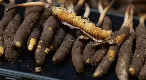 <a href=http://www.gmsign.com.cn/xinxian/ target=_blank class=infotextkey>新<a href=http://www.gmsign.com.cn/xinxian/ target=_blank class=infotextkey>鮮冬蟲夏草</a></a>發貨 