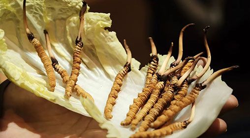 冷藏<a href=http://www.gmsign.com.cn/xinxian/ target=_blank class=infotextkey>新<a href=http://www.gmsign.com.cn/xinxian/ target=_blank class=infotextkey>鮮冬蟲夏草</a></a>   