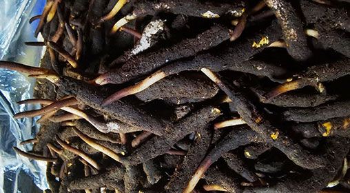 <a href=http://www.gmsign.com.cn/xinxian/ target=_blank class=infotextkey>新<a href=http://www.gmsign.com.cn/xinxian/ target=_blank class=infotextkey>鮮冬蟲夏草</a></a>產地