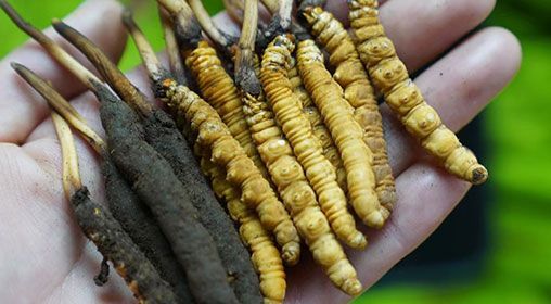 <a href=http://www.gmsign.com.cn/xinxian/ target=_blank class=infotextkey>新<a href=http://www.gmsign.com.cn/xinxian/ target=_blank class=infotextkey>鮮冬蟲夏草</a></a>服用