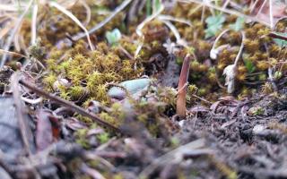 蟲草的生命周期：從蟲到草的奇妙轉變