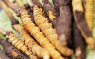 如何鑒別真假蟲草？教你幾招！