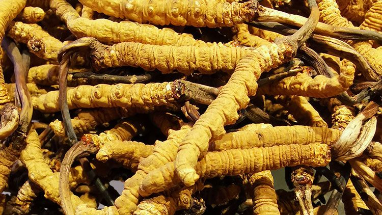 冬蟲夏草批發市場：供需交匯的滋補品集散地