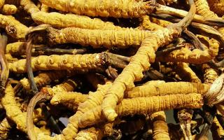 冬蟲夏草批發市場：供需交匯的滋補品集散地