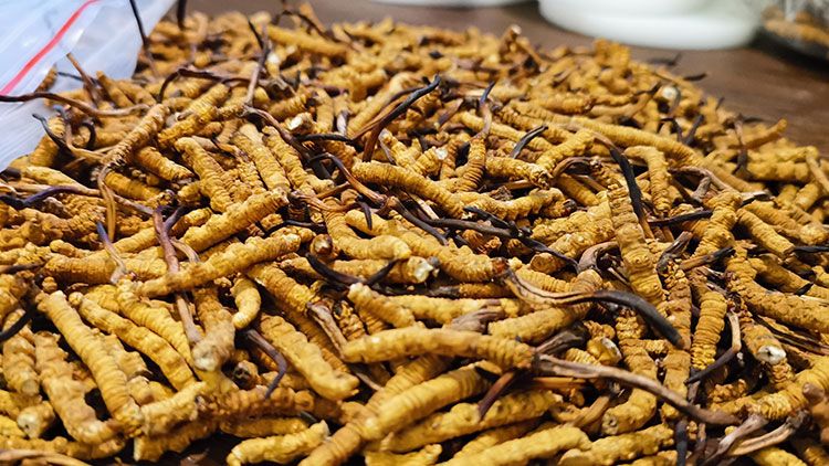 深圳<a href=http://www.gmsign.com.cn/zhengce/ target=_blank class=infotextkey>冬蟲夏草交易</a>市場：南中國蟲草貿易的黃金樞紐