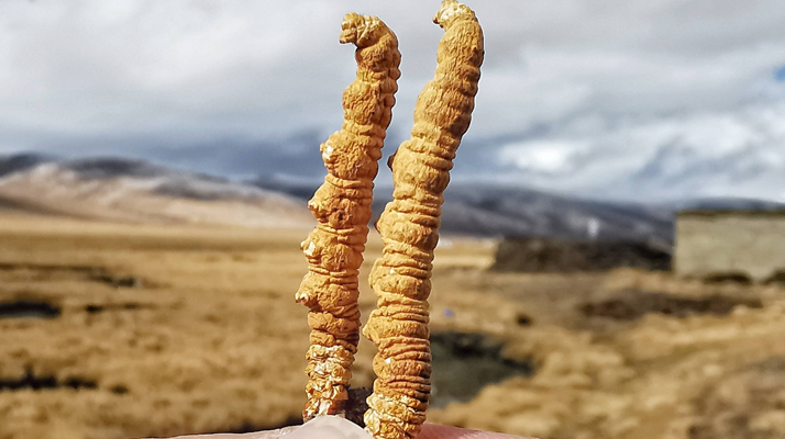 全球<a href=http://www.gmsign.com.cn/ target=_blank class=infotextkey>冬蟲夏草</a>核心產地分布圖鑒（2024最新版）