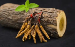 ?蟲草花 vs 冬蟲夏草：本質區別全解析（2024最新版）?