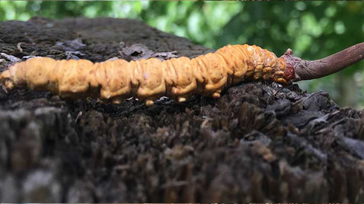 玉樹冬蟲夏草克價探秘