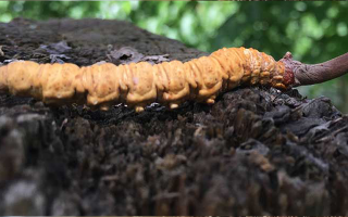 玉樹冬蟲夏草克價探秘