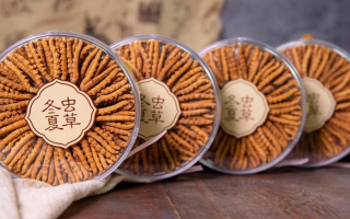 冬蟲夏草一盒多少錢？全方位剖析價格構(gòu)成