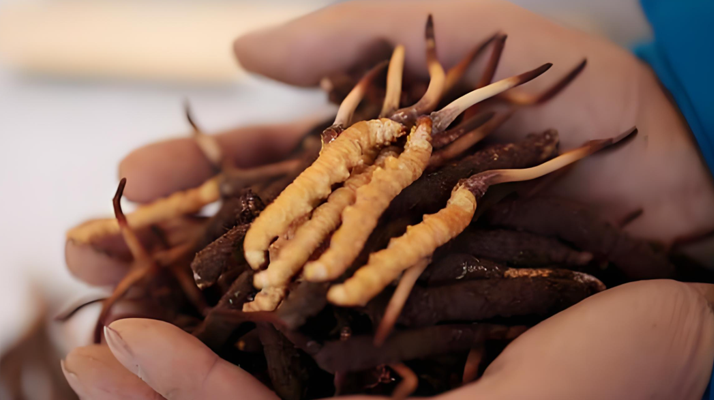 鮮冬蟲夏草哪里產地好