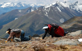 扎拉鄉(xiāng)：冬蟲夏草的黃金產(chǎn)地