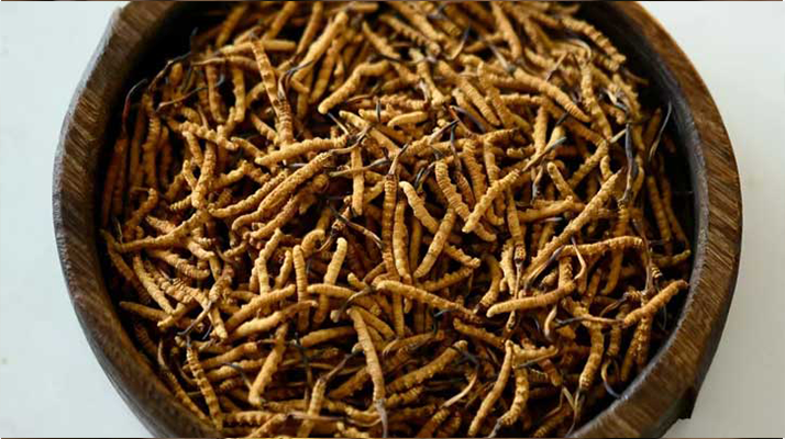 <a href=http://www.gmsign.com.cn/ target=_blank class=infotextkey>冬蟲夏草</a>真偽辨別全攻略:五招識破 “李鬼”