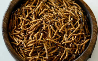 冬蟲夏草真偽辨別全攻略：五招識破 “李鬼”