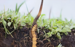 雪域精靈：冬蟲夏草的形態密碼? ? ? ?
