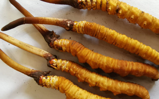 冬蟲夏草鮮草保質(zhì)期全解析：科學(xué)儲存鎖住營養(yǎng)