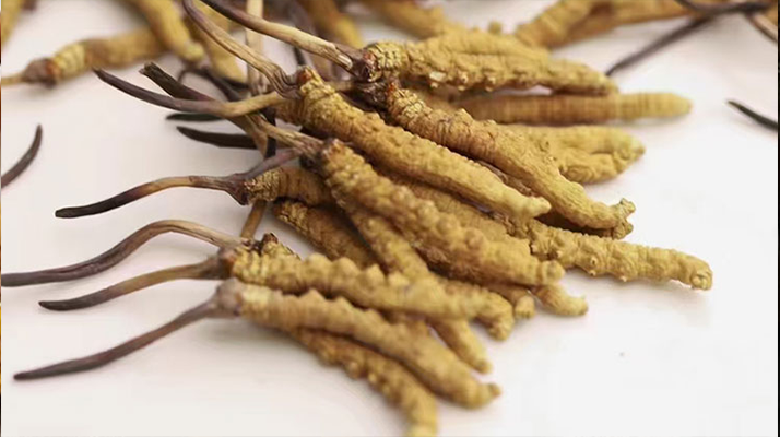 水溫決定營養(yǎng)！冬蟲夏草鮮草泡水溫度全解析?