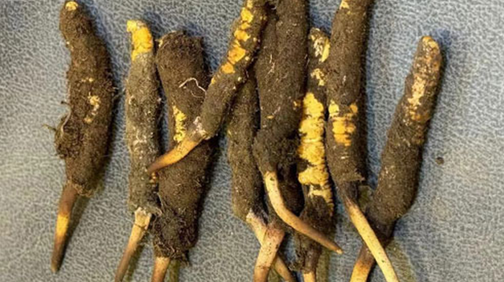 探秘那曲<a href=http://www.gmsign.com.cn/xinxian/ target=_blank class=infotextkey>鮮冬蟲夏草</a>的神奇功效