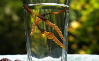 鮮冬蟲夏草怎么泡好吃？這些配方讓滋補(bǔ)更有滋味