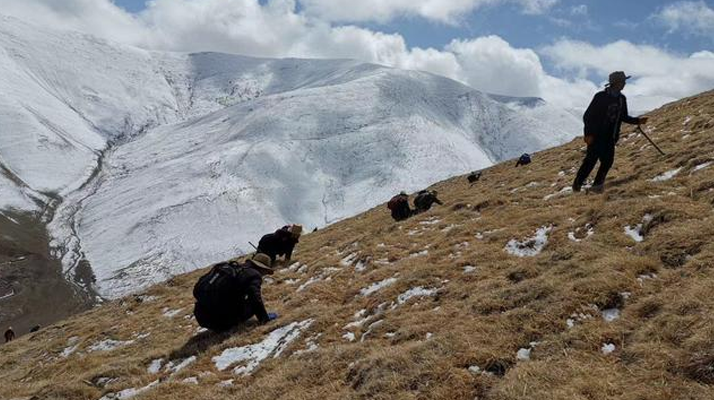 采挖新鮮冬蟲夏草合法嗎？