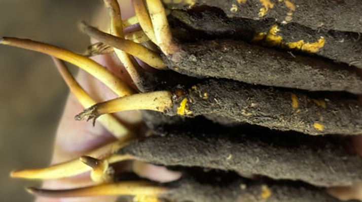 10 支裝<a href=http://www.gmsign.com.cn/xinxian/ target=_blank class=infotextkey>鮮冬蟲夏草價(jià)格</a>分析