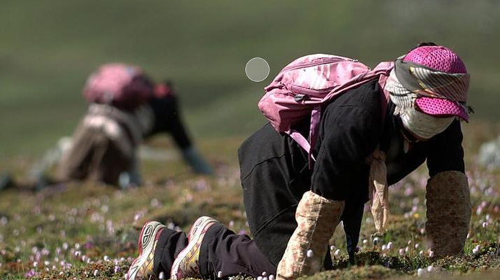 西藏<a href=http://www.gmsign.com.cn/xinxian/ target=_blank class=infotextkey>新<a href=http://www.gmsign.com.cn/xinxian/ target=_blank class=infotextkey>鮮冬蟲夏草</a></a>：雪域高原的神奇饋贈