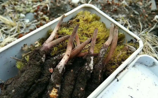 冬蟲夏草鮮草季：邂逅高原至寶，開啟健康滋養新體驗