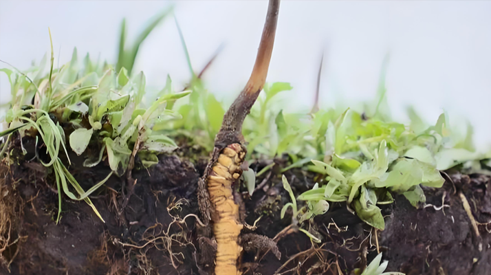 冬蟲夏草新鮮度鑒定指南：多維度甄別優質鮮草