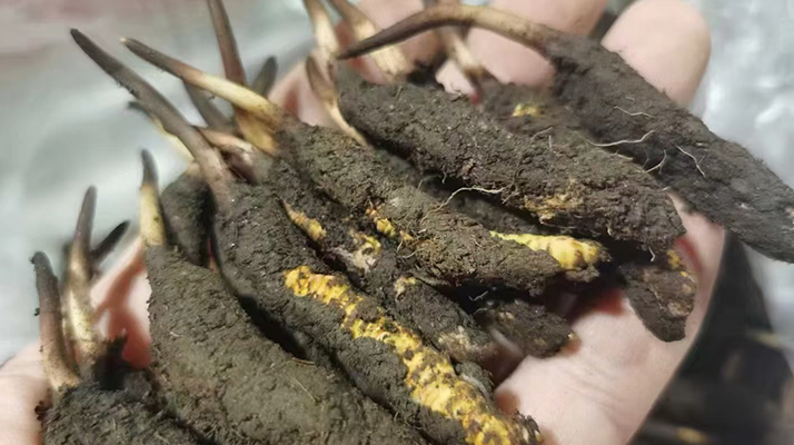 4月：新鮮冬蟲夏草批發正當時