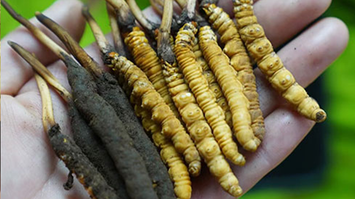 冬蟲夏草泡酒：鮮草入酒，鎖住精華的養(yǎng)生之道