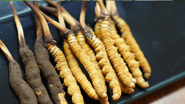 冬蟲夏草鮮草吃多久？科學食用周期與效果解析