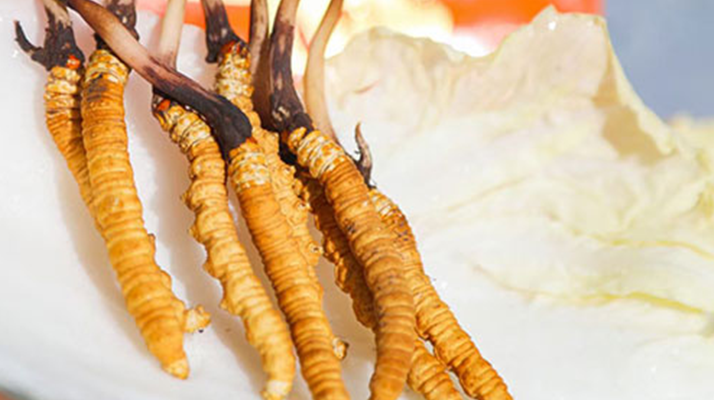 冬蟲夏草鮮草打包發貨全流程：從采摘到送達的保鮮之旅