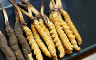 冬蟲夏草鮮草吃多久？科學食用周期與效果解析