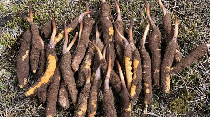 冬蟲夏草鮮草的黃金產區：雪域之上的生命密碼