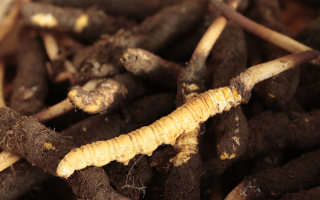 吃鮮冬蟲夏草會便秘嗎？科學解讀蟲草與腸道健康的微妙關系