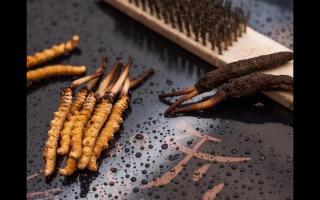 冬蟲夏草鮮草清理全指南：洗凈滋補好食材