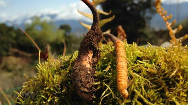 新鮮冬蟲夏草多少錢一斤？深度解析價格背后的奧秘