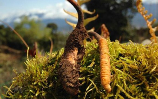 新鮮冬蟲夏草多少錢一斤？深度解析價格背后的奧秘