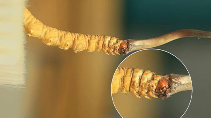 探尋鮮冬蟲夏草的絕佳口感：好口感的標準與奧秘