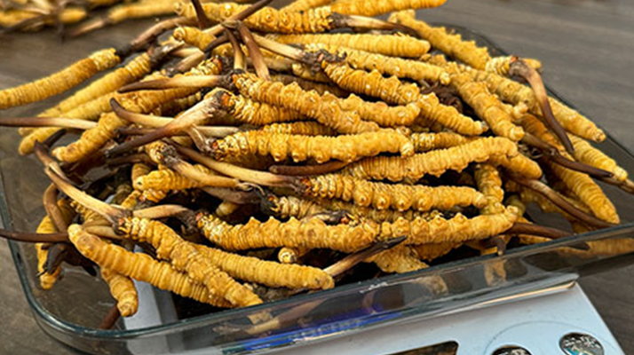 鮮冬蟲夏草泡酒：傳統養生佳釀的制作秘籍