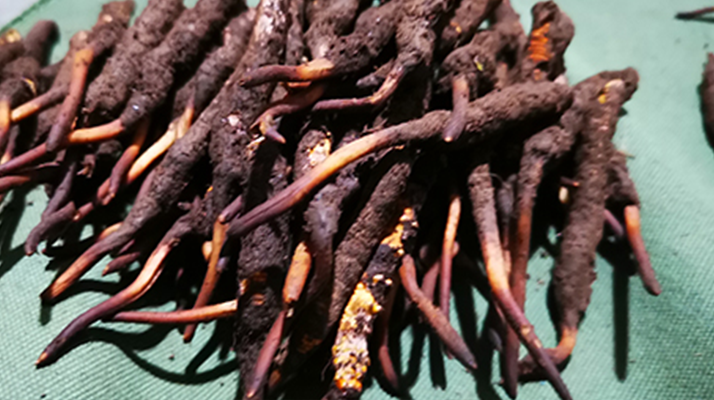 鮮冬蟲夏草可以泡水喝嗎?深度解析其飲用之道