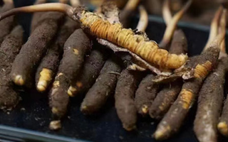 探尋新鮮冬蟲(chóng)夏草的采挖黃金期：自然節(jié)律中的珍貴饋贈(zèng)