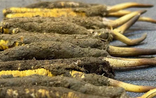 新鮮冬蟲夏草吃幾克好？科學用量指南