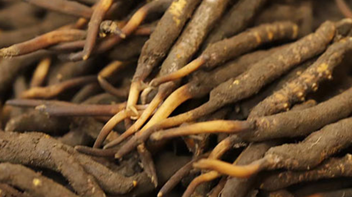 如何挑選<a href=http://www.gmsign.com.cn/xinxian/ target=_blank class=infotextkey>新<a href=http://www.gmsign.com.cn/xinxian/ target=_blank class=infotextkey>鮮冬蟲夏草</a></a>？掌握這幾個關鍵技巧