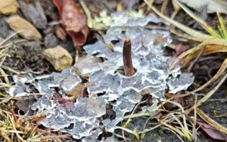 火眼金睛辨真偽：真假鮮冬蟲夏草辨別指南