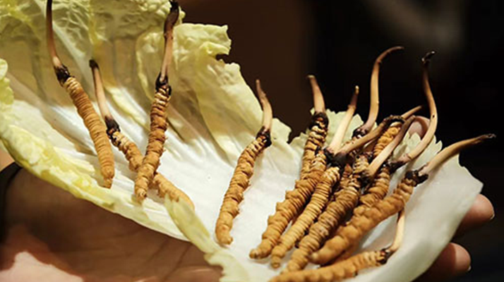 冬蟲夏草：鮮草與干草誰更勝一籌？